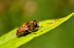 Kloster Schortens4.jpg
