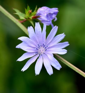 Kloster Schortens35.jpg