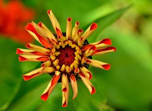 Kloster Schortens43.jpg