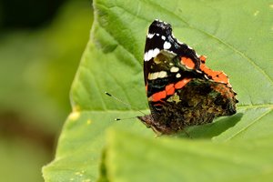 Kloster Schortens51.jpg