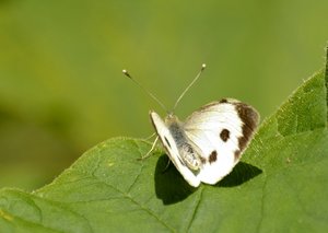 Kloster Schortens54.jpg