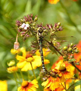 Kloster Schortens60.jpg