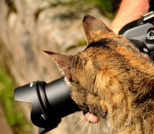 Kloster Schortens65.jpg