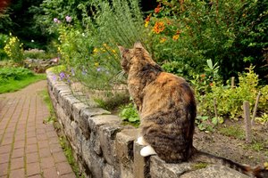 Kloster Schortens69.jpg