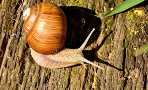 Kloster Schortens81.jpg