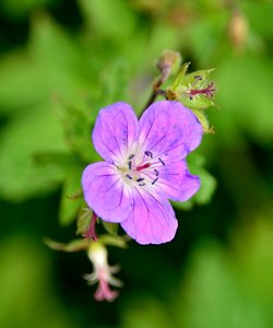 Kloster Schortens84.jpg