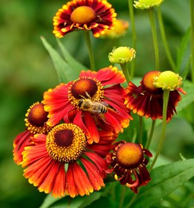 Kloster Schortens86.jpg