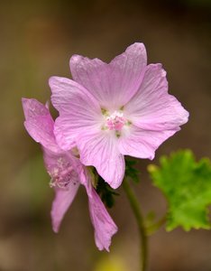 Kloster Schortens88.jpg