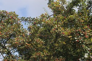 Forum DSC04358 Nex5r + Hoya 2,8 24mm ©PPf.jpg