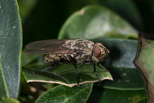 Fliege 2017_08_19-1.JPG