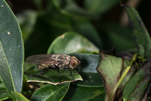 Fliege 2017_08_19-2.JPG