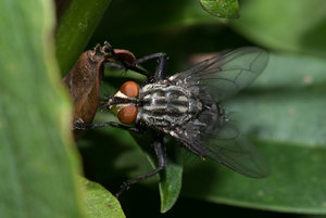 Fliege 2017_08_19-3.JPG