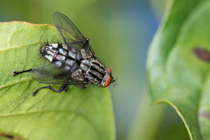 Fliege 2017_08_19-4.JPG