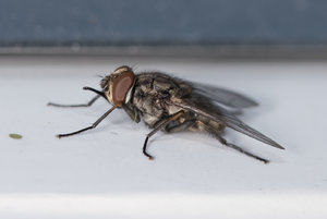 Fliege 2017_08_19-5.JPG