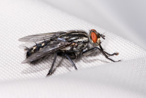 Fliege 2017_08_19-6.JPG