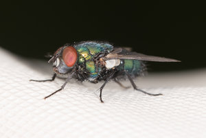 Fliege 2017_08_19-7.JPG