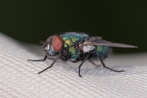 Fliege 2017_08_19-8.JPG