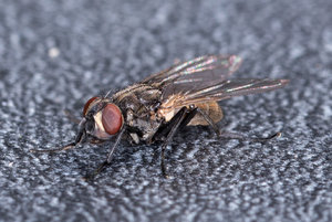 Fliege 2017_08_19-9.JPG