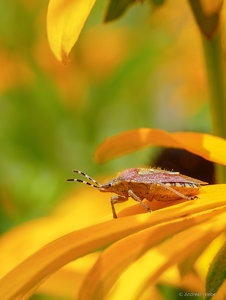 Dolycoris- baccarum.jpg Dolycoris- baccarum.jpg