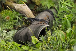 Bergschuh-SD10 - IMG08359.jpg Bergschuh-SD10 - IMG08359.jpg