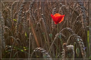 Mohn-SD1 - SDIM2249_1.jpg
