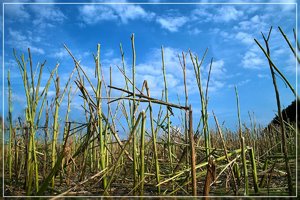 Ernte-SD1 - SDIM2241.jpg