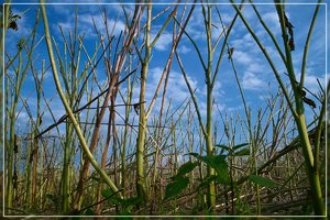 Ernte-SD1 - SDIM2242_1.jpg