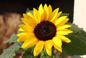 Sonnenblume-klein.jpg