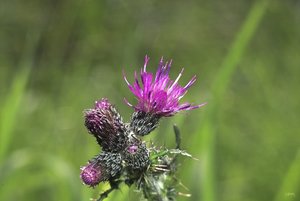 14 08 2010 Wiese IMG07939 (c) PPf.jpg