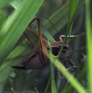 14 08 2010 Wiese IMG07946new (c) PPf.jpg