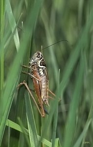 14 08 2010 Wiese IMG07949 (c) PPf.jpg