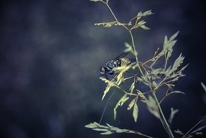 14 08 2010 Wiese IMG07957vl (c) PPf.jpg