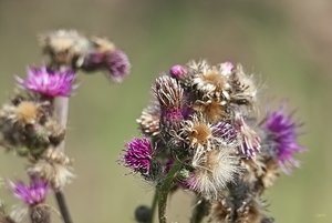 14 08 2010 Wiese IMG07958krm (c) PPf.jpg