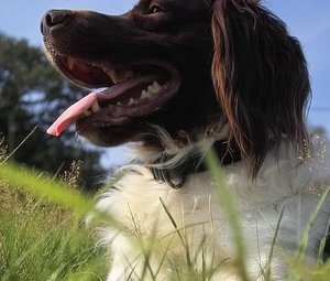 14 08 2010 Wiese IMG07988 (c) PPf.jpg