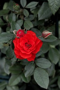 Rose 1a 5800 (c) .jpg