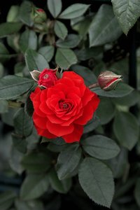 Rose 1a 5800+Sonne (c) .jpg