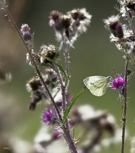 14 08 2010 Wiese IMG07971 (c) PPf für Werner.jpg