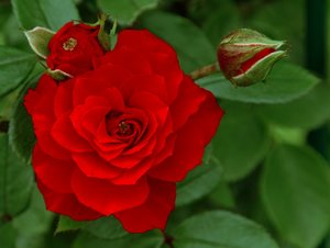 Auschnitt kräftiger.jpg