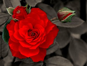 sepia kräftiger.jpg