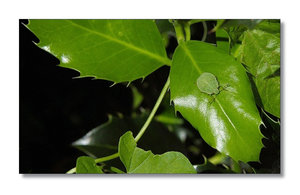 Perfekt-getarnt.jpg Perfekt-getarnt.jpg