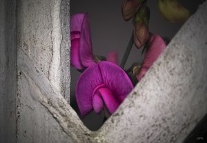 Durchblick IMG08009m (c) PPf..jpg