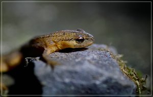 Eidechse-SD14 - SDIM6443_1.jpg Eidechse-SD14 - SDIM6443_1.jpg