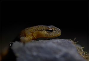 Eidechse-SD14 - SDIM6444_1.jpg Eidechse-SD14 - SDIM6444_1.jpg