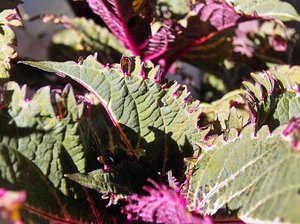 PIMG0018.jpg PIMG0018.jpg