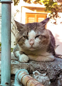 -MauerKatze-.jpg -MauerKatze-.jpg