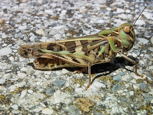 sample 22.jpg sample 22.jpg