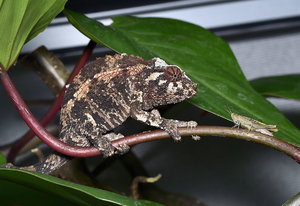 _D4S7213.jpg _D4S7213.jpg