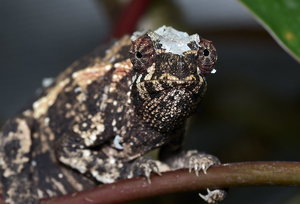 _D4S7223.jpg _D4S7223.jpg