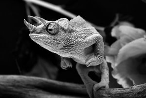 _D4S7179.jpg B&W.jpg _D4S7179.jpg B&W.jpg