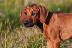 compr_IMG_2661.jpg compr_IMG_2661.jpg